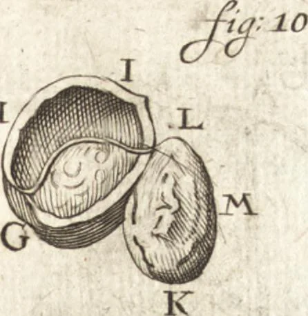An illustration from Continuatio epistolarum, datarum ad longè celeberrimam Regiam Societatem Londinensem, 1696, leaf 204
