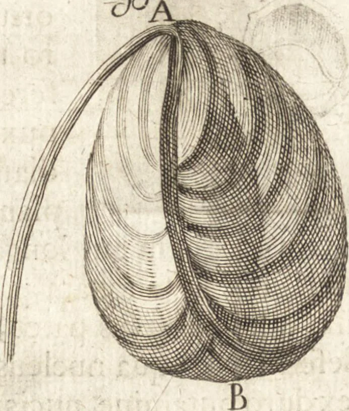 An illustration from Continuatio epistolarum, datarum ad longè celeberrimam Regiam Societatem Londinensem, 1696, leaf 205