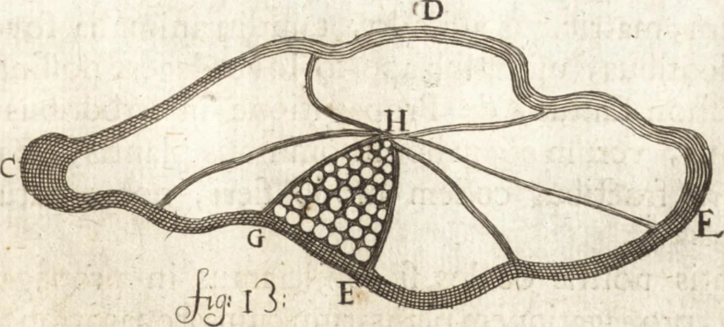 An illustration from Continuatio epistolarum, datarum ad longè celeberrimam Regiam Societatem Londinensem, 1696, leaf 206