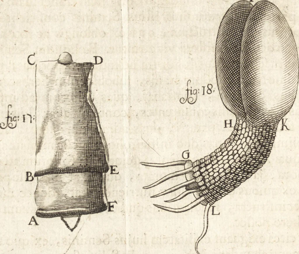 An illustration from Continuatio epistolarum, datarum ad longè celeberrimam Regiam Societatem Londinensem, 1696, leaf 213