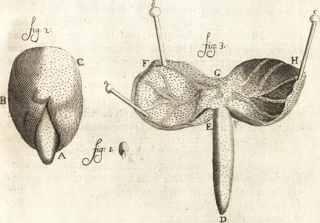 An illustration from Continuatio epistolarum, datarum ad longè celeberrimam Regiam Societatem Londinensem, 1696, leaf 218
