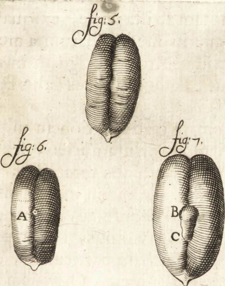 An illustration from Continuatio epistolarum, datarum ad longè celeberrimam Regiam Societatem Londinensem, 1696, leaf 222