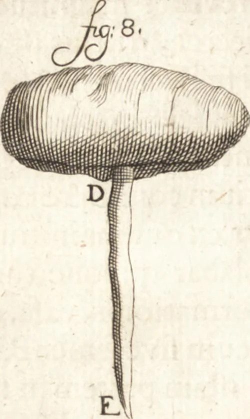 An illustration from Continuatio epistolarum, datarum ad longè celeberrimam Regiam Societatem Londinensem, 1696, leaf 223