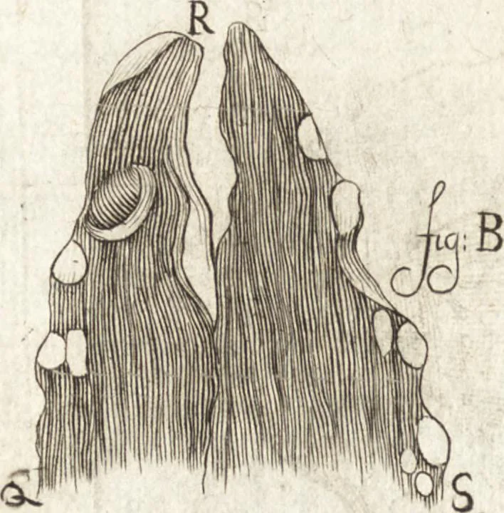 An illustration from Continuatio epistolarum, datarum ad longè celeberrimam Regiam Societatem Londinensem, 1696, leaf 227