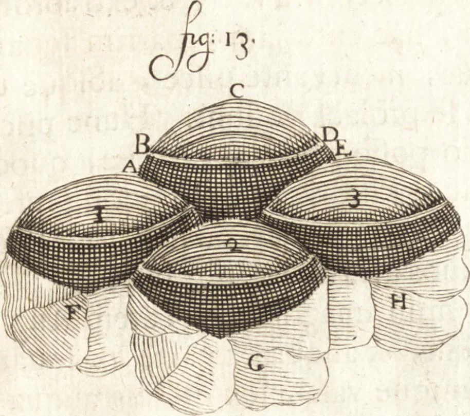 An illustration from Continuatio epistolarum, datarum ad longè celeberrimam Regiam Societatem Londinensem, 1696, leaf 242