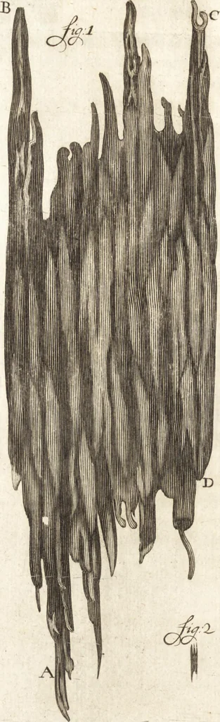 An illustration from Continuatio epistolarum, datarum ad longè celeberrimam Regiam Societatem Londinensem, 1696, leaf 259