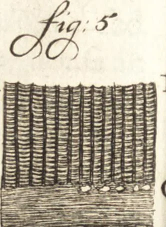 An illustration from Continuatio epistolarum, datarum ad longè celeberrimam Regiam Societatem Londinensem, 1696, leaf 259