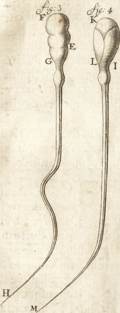 An illustration from Continuatio epistolarum, datarum ad longè celeberrimam Regiam Societatem Londinensem, 1696, leaf 298