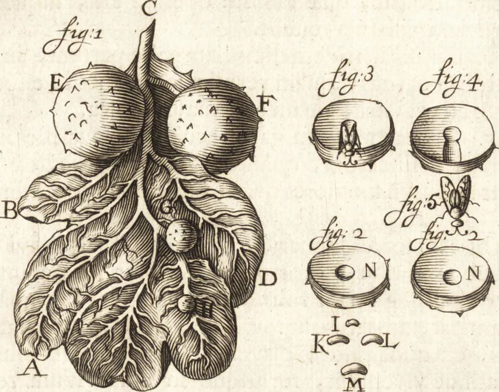An illustration from Continuatio epistolarum, datarum ad longè celeberrimam Regiam Societatem Londinensem, 1696, leaf 354