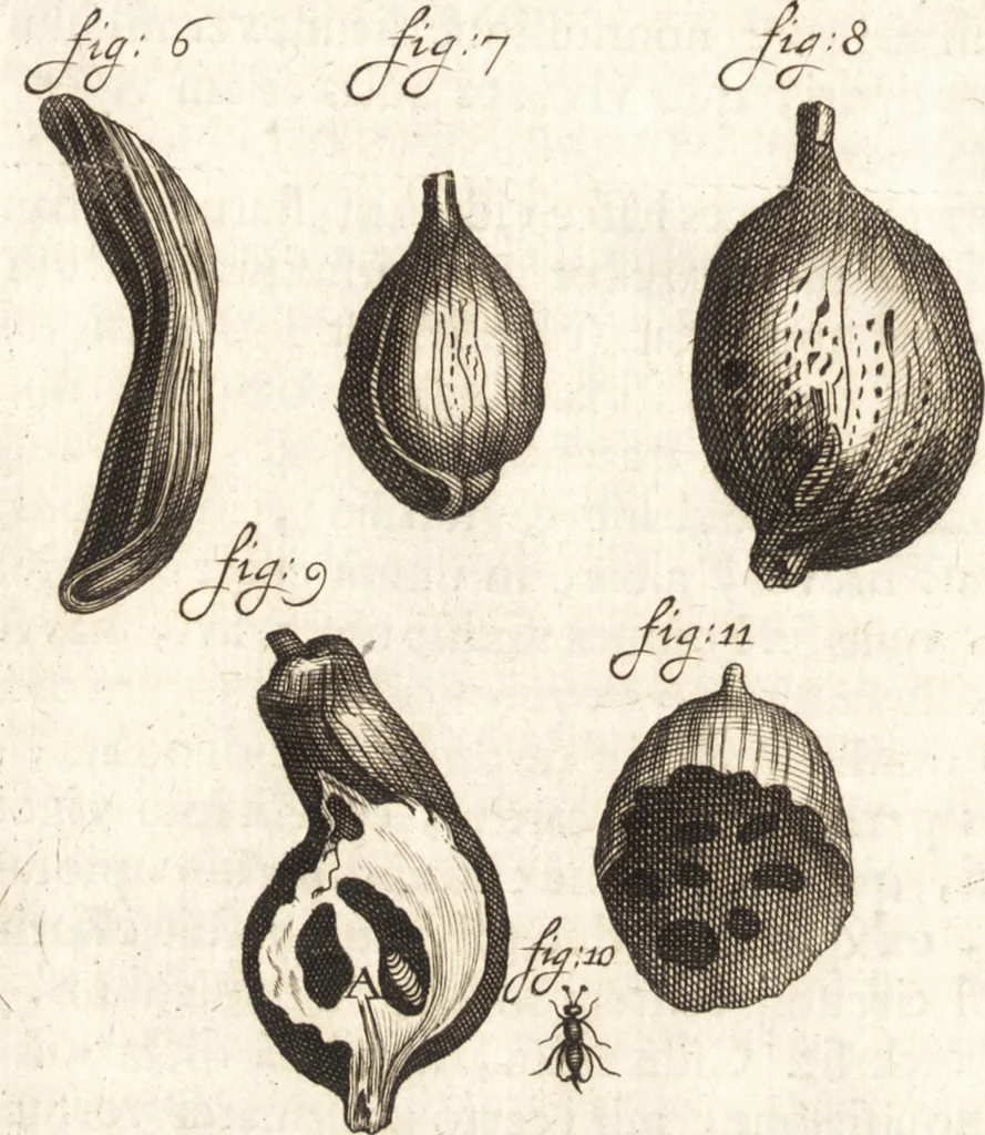 An illustration from Continuatio epistolarum, datarum ad longè celeberrimam Regiam Societatem Londinensem, 1696, leaf 357