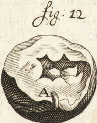 An illustration from Continuatio epistolarum, datarum ad longè celeberrimam Regiam Societatem Londinensem, 1696, leaf 358