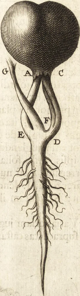 An illustration from Continuatio epistolarum, datarum ad longè celeberrimam Regiam Societatem Londinensem, 1696, leaf 360