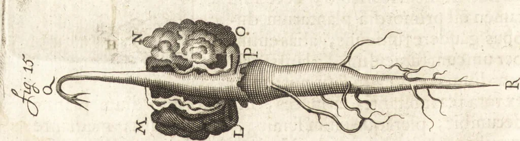An illustration from Continuatio epistolarum, datarum ad longè celeberrimam Regiam Societatem Londinensem, 1696, leaf 361