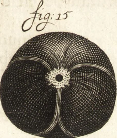 An illustration from Continuatio epistolarum, datarum ad longè celeberrimam Regiam Societatem Londinensem, 1696, leaf 368
