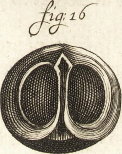An illustration from Continuatio epistolarum, datarum ad longè celeberrimam Regiam Societatem Londinensem, 1696, leaf 368