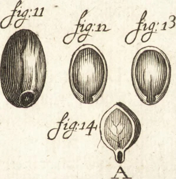 An illustration from Continuatio epistolarum, datarum ad longè celeberrimam Regiam Societatem Londinensem, 1696, leaf 368