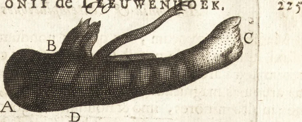An illustration from Continuatio epistolarum, datarum ad longè celeberrimam Regiam Societatem Londinensem, 1696, leaf 374
