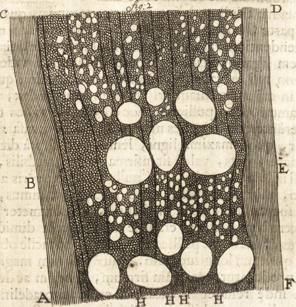 An illustration from Continuatio epistolarum, datarum ad longè celeberrimam Regiam Societatem Londinensem, 1696, leaf 388