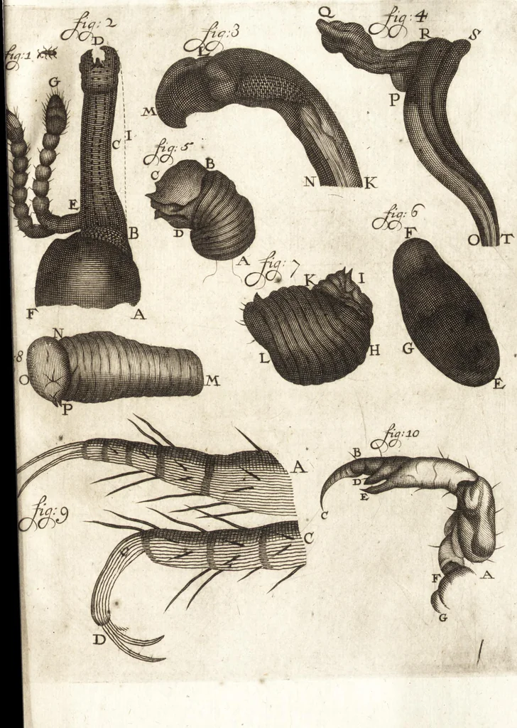 An illustration from Continuatio epistolarum, datarum ad longè celeberrimam Regiam Societatem Londinensem, 1696, leaf 72