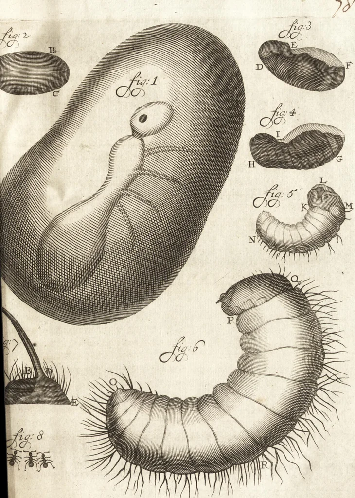 An illustration from Continuatio epistolarum, datarum ad longè celeberrimam Regiam Societatem Londinensem, 1696, leaf 86