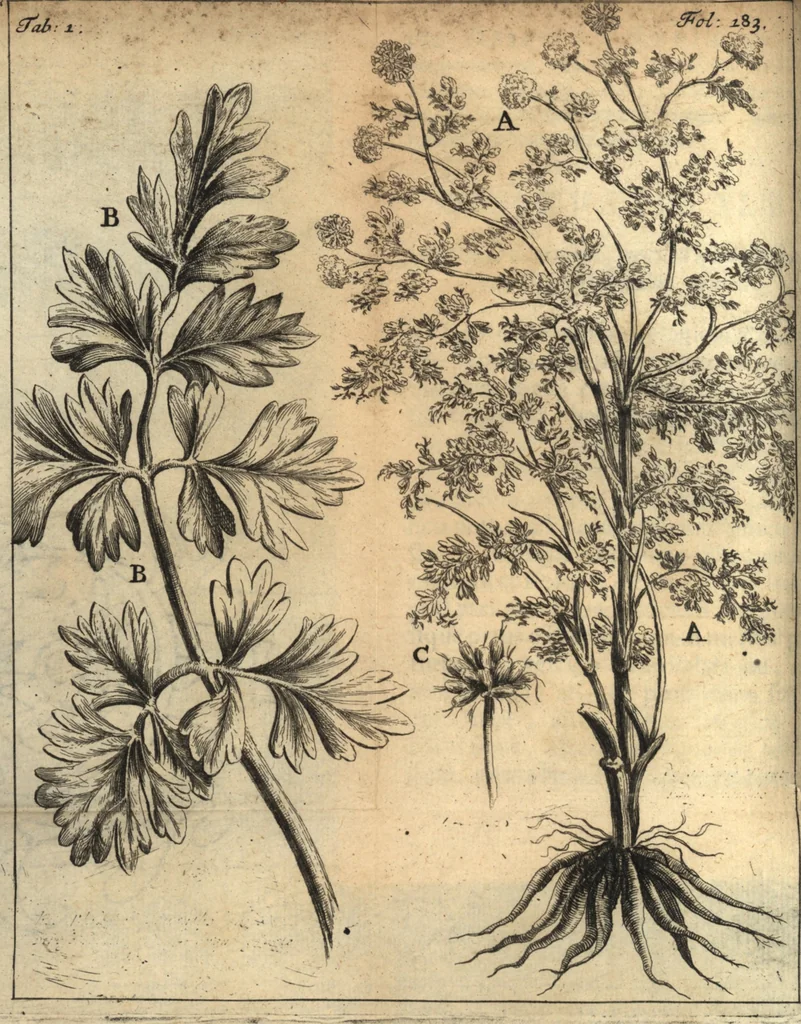 An illustration from C. Stalpartii vander Wiel medici Hagiensis Observationum rariorum medic. anatomic. chirurgicarum centuria prior : accedit De unicornu dissertatio : utraque tertia parte auctior, longeque emendatior, 1687, leaf 203
