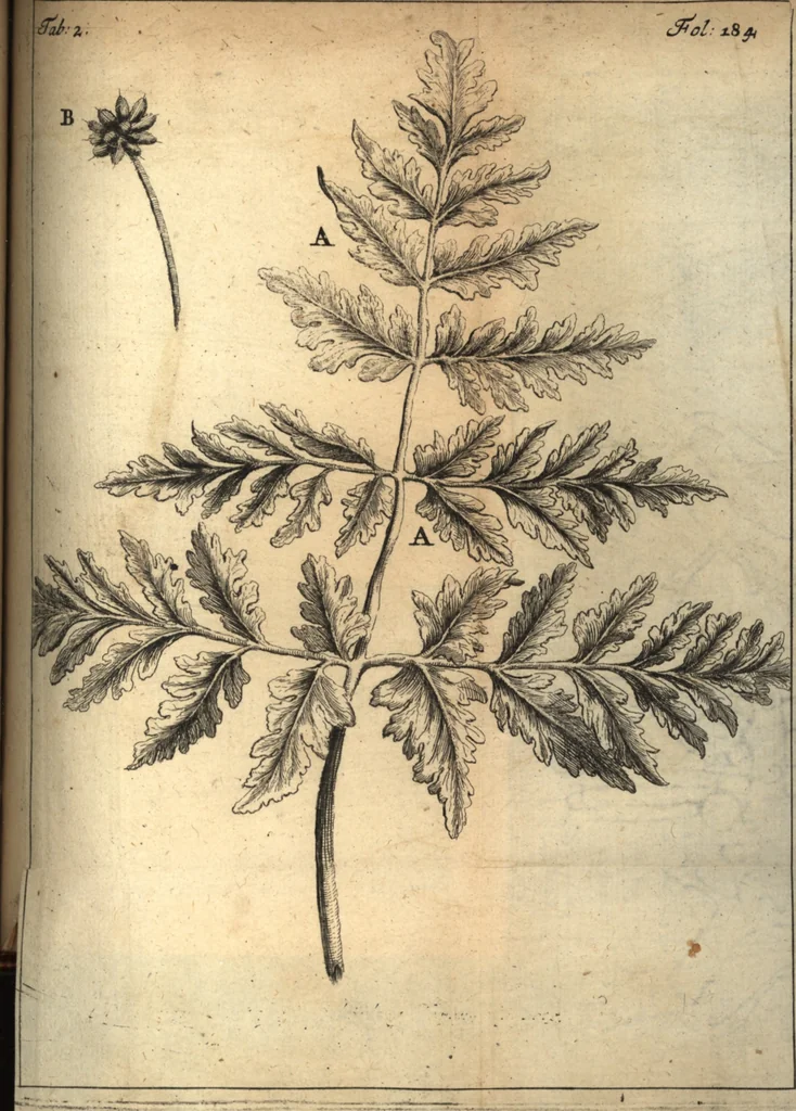 An illustration from C. Stalpartii vander Wiel medici Hagiensis Observationum rariorum medic. anatomic. chirurgicarum centuria prior : accedit De unicornu dissertatio : utraque tertia parte auctior, longeque emendatior, 1687, leaf 206
