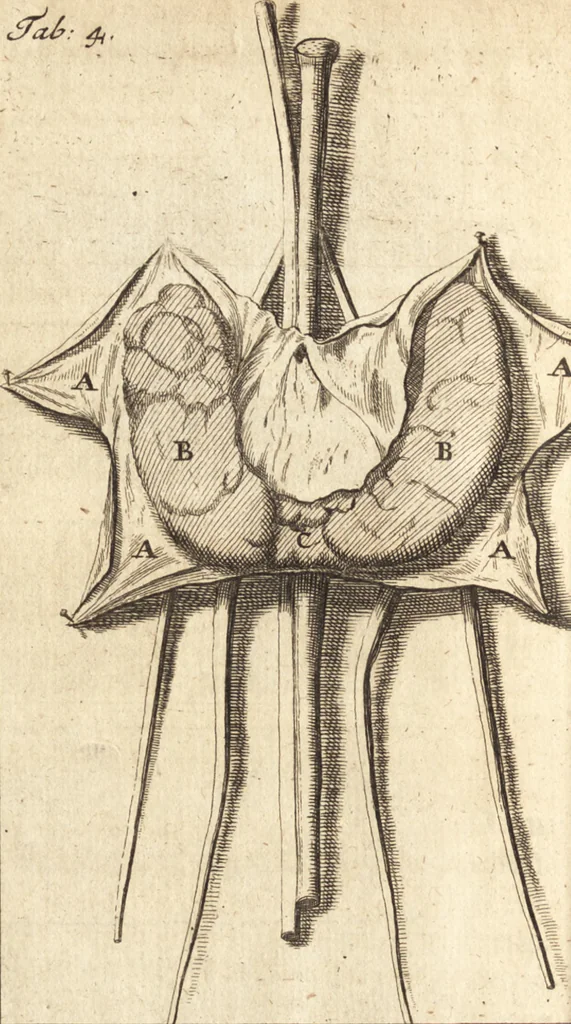 An illustration from C. Stalpartii vander Wiel medici Hagiensis Observationum rariorum medic. anatomic. chirurgicarum centuria prior : accedit De unicornu dissertatio : utraque tertia parte auctior, longeque emendatior, 1687, leaf 240