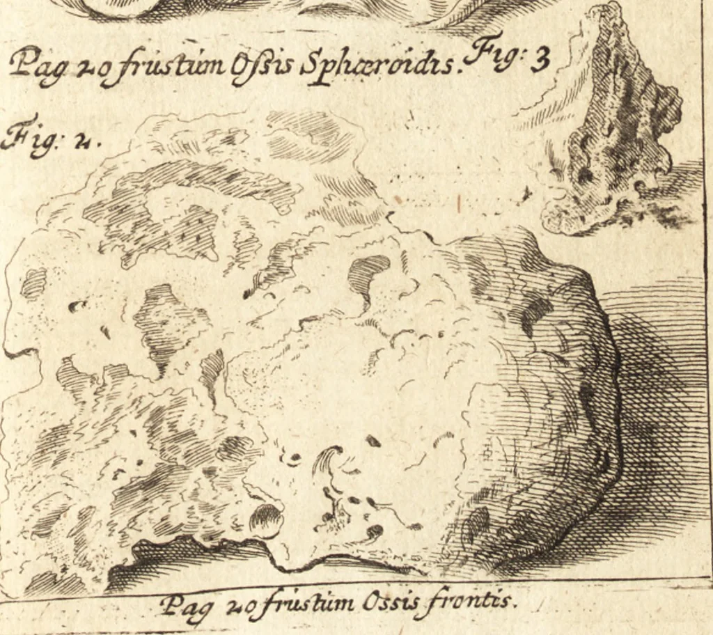 An illustration from C. Stalpartii vander Wiel medici Hagiensis Observationum rariorum medic. anatomic. chirurgicarum centuria prior : accedit De unicornu dissertatio : utraque tertia parte auctior, longeque emendatior, 1687, leaf 329