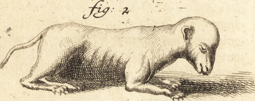 An illustration from C. Stalpartii vander Wiel medici Hagiensis Observationum rariorum medic. anatomic. chirurgicarum centuria prior : accedit De unicornu dissertatio : utraque tertia parte auctior, longeque emendatior, 1687, leaf 358