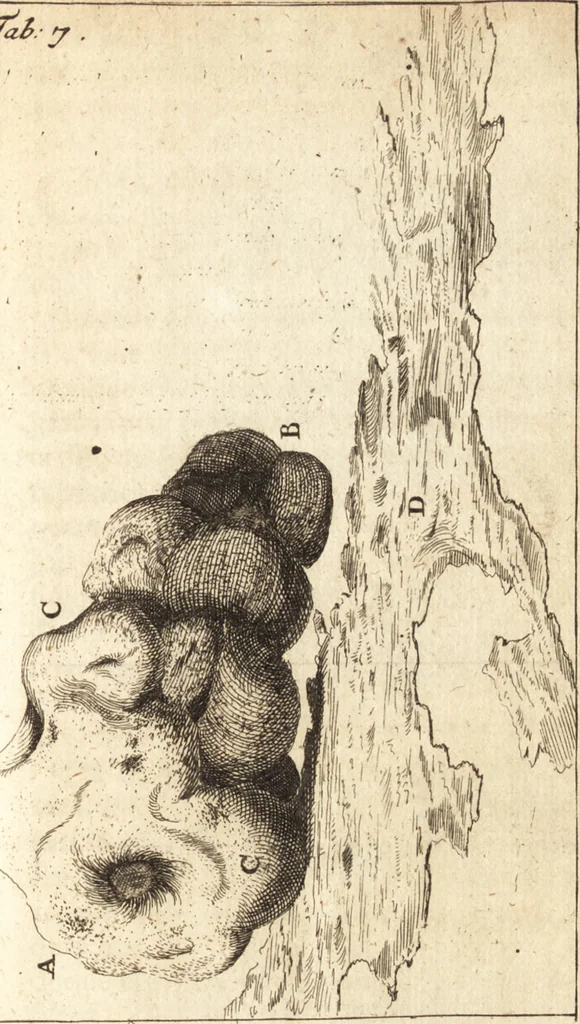 An illustration from C. Stalpartii vander Wiel medici Hagiensis Observationum rariorum medic. anatomic. chirurgicarum centuria prior : accedit De unicornu dissertatio : utraque tertia parte auctior, longeque emendatior, 1687, leaf 401