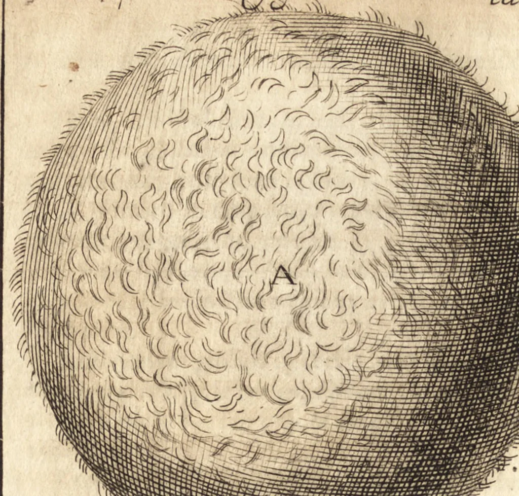 An illustration from C. Stalpartii vander Wiel medici Hagiensis Observationum rariorum medic. anatomic. chirurgicarum centuria prior : accedit De unicornu dissertatio : utraque tertia parte auctior, longeque emendatior, 1687, leaf 271