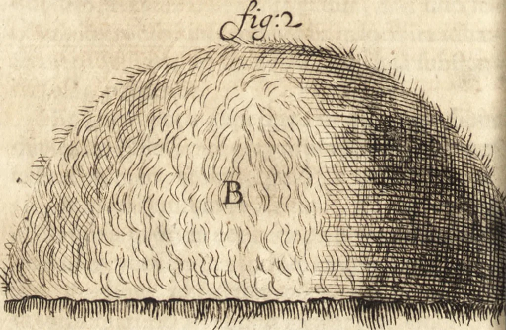 An illustration from C. Stalpartii vander Wiel medici Hagiensis Observationum rariorum medic. anatomic. chirurgicarum centuria prior : accedit De unicornu dissertatio : utraque tertia parte auctior, longeque emendatior, 1687, leaf 271