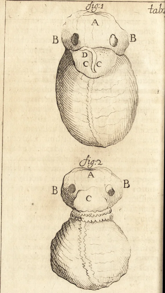 An illustration from C. Stalpartii vander Wiel medici Hagiensis Observationum rariorum medic. anatomic. chirurgicarum centuria prior : accedit De unicornu dissertatio : utraque tertia parte auctior, longeque emendatior, 1687, leaf 363