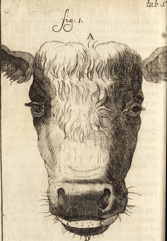 An illustration from C. Stalpartii vander Wiel medici Hagiensis Observationum rariorum medic. anatomic. chirurgicarum centuria prior : accedit De unicornu dissertatio : utraque tertia parte auctior, longeque emendatior, 1687, leaf 383