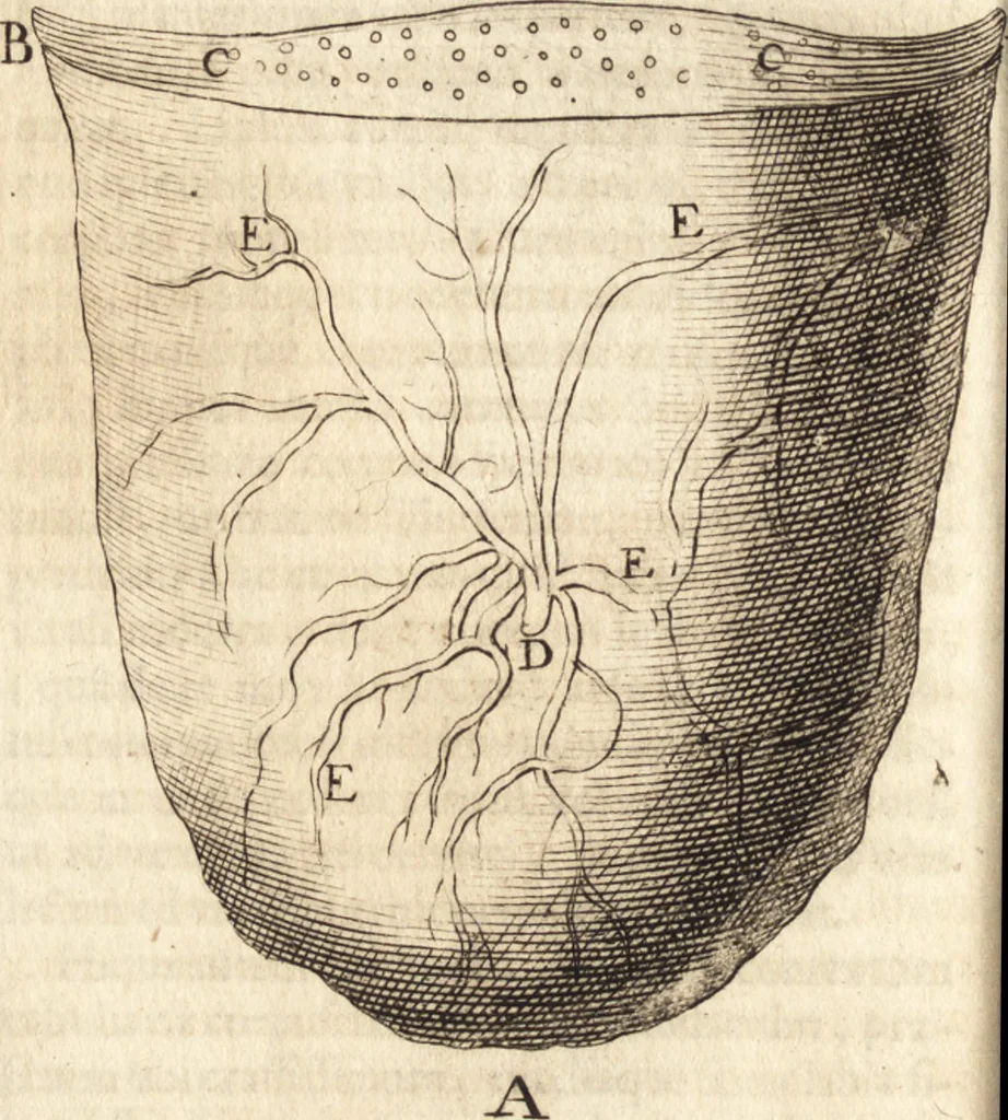 An illustration from C. Stalpartii vander Wiel medici Hagiensis Observationum rariorum medic. anatomic. chirurgicarum centuria prior : accedit De unicornu dissertatio : utraque tertia parte auctior, longeque emendatior, 1687, leaf 387