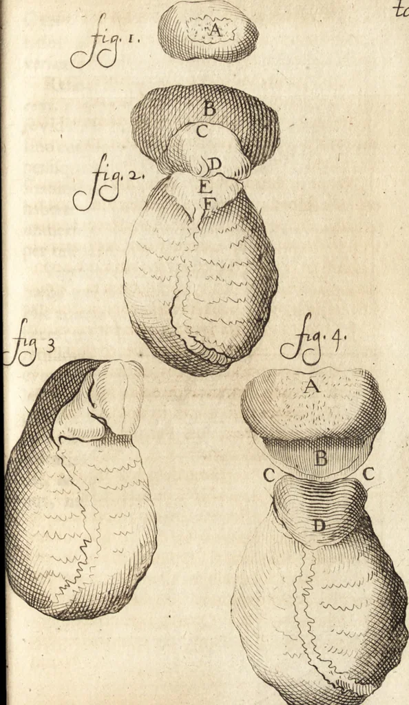 An illustration from C. Stalpartii vander Wiel medici Hagiensis Observationum rariorum medic. anatomic. chirurgicarum centuria prior : accedit De unicornu dissertatio : utraque tertia parte auctior, longeque emendatior, 1687, leaf 402