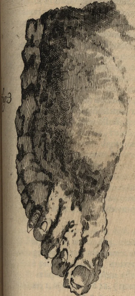 An illustration from C. Stalpartii vander Wiel medici Hagiensis Observationum rariorum medic. anatomic. chirurgicarum centuria prior : accedit De unicornu dissertatio : utraque tertia parte auctior, longeque emendatior, 1687, leaf 426