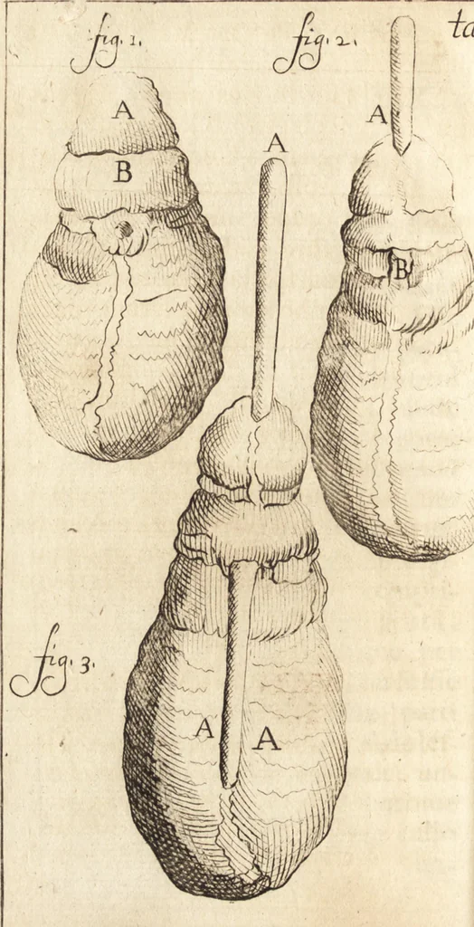 An illustration from C. Stalpartii vander Wiel medici Hagiensis Observationum rariorum medic. anatomic. chirurgicarum centuria prior : accedit De unicornu dissertatio : utraque tertia parte auctior, longeque emendatior, 1687, leaf 455