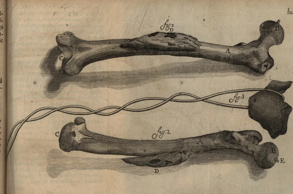 An illustration from C. Stalpartii vander Wiel medici Hagiensis Observationum rariorum medic. anatomic. chirurgicarum centuria prior : accedit De unicornu dissertatio : utraque tertia parte auctior, longeque emendatior, 1687, leaf 490
