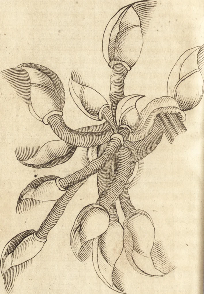 An illustration from C. Stalpartii vander Wiel medici Hagiensis Observationum rariorum medic. anatomic. chirurgicarum centuria prior : accedit De unicornu dissertatio : utraque tertia parte auctior, longeque emendatior, 1687, leaf 515