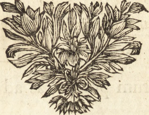 An illustration from C. Stalpartii vander Wiel medici Hagiensis Observationum rariorum medic. anatomic. chirurgicarum centuria prior : accedit De unicornu dissertatio : utraque tertia parte auctior, longeque emendatior, 1687, leaf 586
