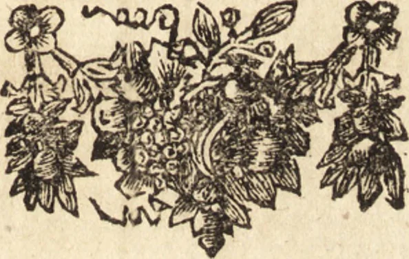 An illustration from C. Stalpartii vander Wiel medici Hagiensis Observationum rariorum medic. anatomic. chirurgicarum centuria prior : accedit De unicornu dissertatio : utraque tertia parte auctior, longeque emendatior, 1687, leaf 6