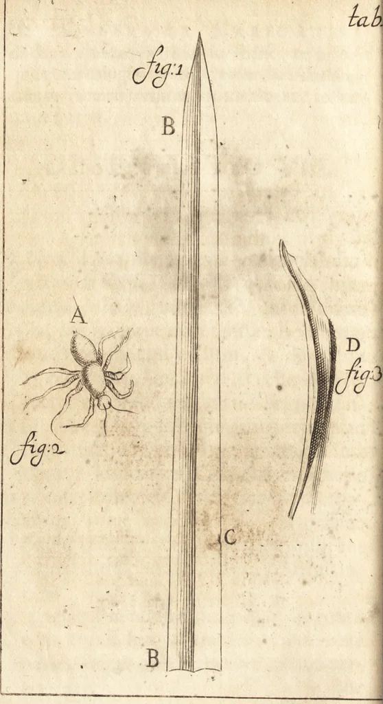 An illustration from C. Stalpartii vander Wiel medici Hagiensis Observationum rariorum medic. anatomic. chirurgicarum centuria prior : accedit De unicornu dissertatio : utraque tertia parte auctior, longeque emendatior, 1687, leaf 95