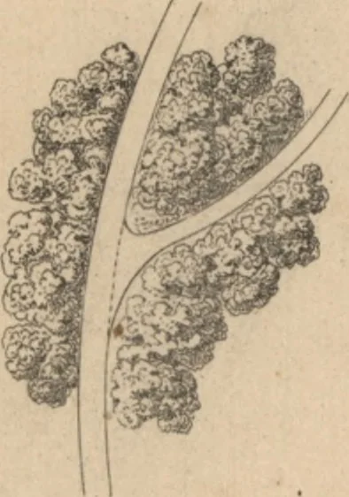 An illustration from Etude sur l'architecture des jardins, 1875, leaf 116