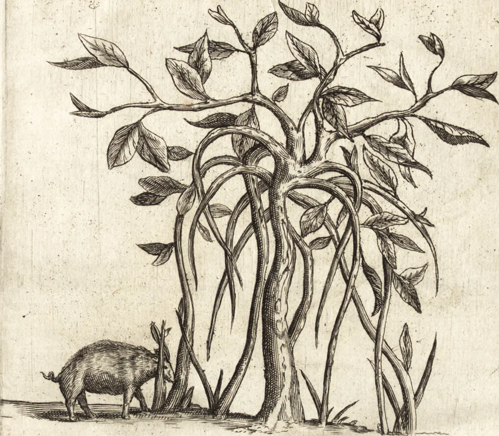 An illustration from Histoire naturelle et morale des iles Antilles de l'Amerique : enrichie de plusieurs belles figures des raretez les plus considerables qui y sont d'écrites : avec un vocabulaire caraibe, 1658, leaf 102