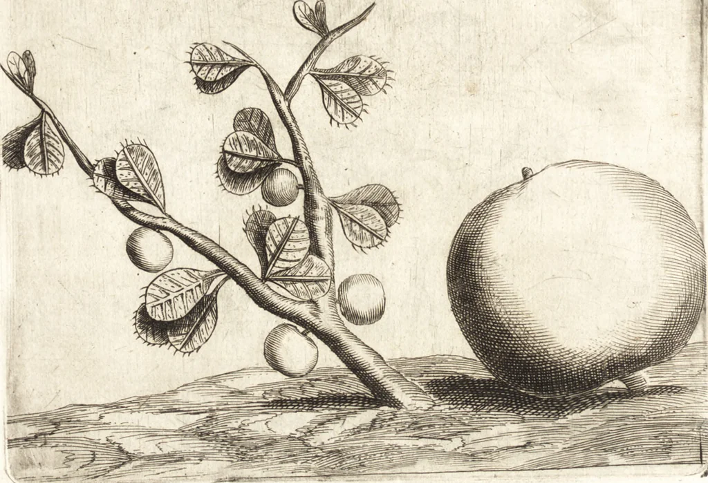 An illustration from Histoire naturelle et morale des iles Antilles de l'Amerique : enrichie de plusieurs belles figures des raretez les plus considerables qui y sont d'écrites : avec un vocabulaire caraibe, 1658, leaf 103