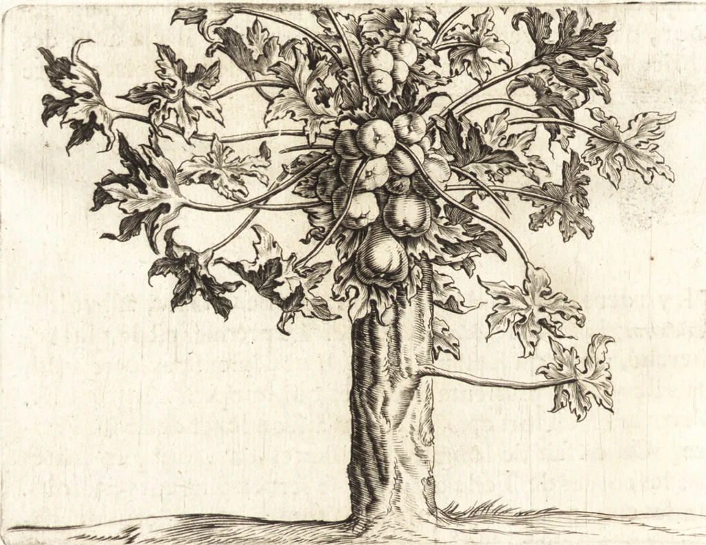 An illustration from Histoire naturelle et morale des iles Antilles de l'Amerique : enrichie de plusieurs belles figures des raretez les plus considerables qui y sont d'écrites : avec un vocabulaire caraibe, 1658, leaf 105