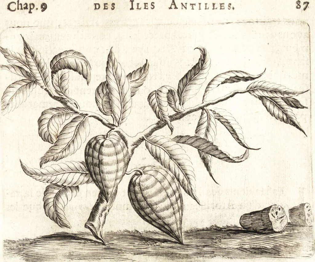 An illustration from Histoire naturelle et morale des iles Antilles de l'Amerique : enrichie de plusieurs belles figures des raretez les plus considerables qui y sont d'écrites : avec un vocabulaire caraibe, 1658, leaf 106