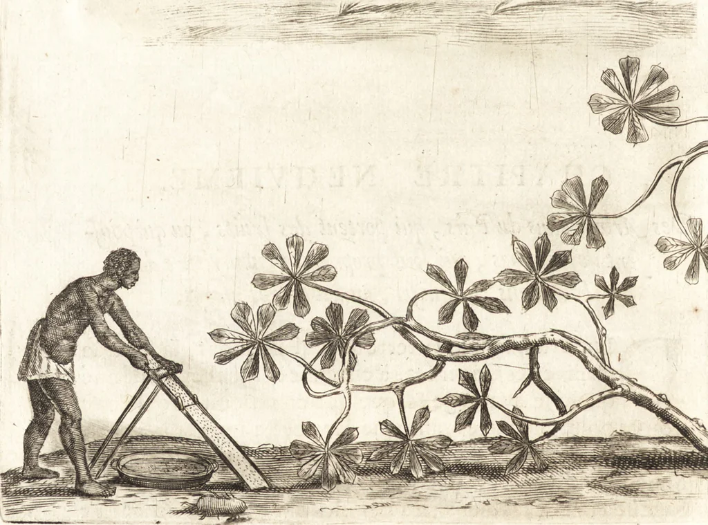 An illustration from Histoire naturelle et morale des iles Antilles de l'Amerique : enrichie de plusieurs belles figures des raretez les plus considerables qui y sont d'écrites : avec un vocabulaire caraibe, 1658, leaf 107