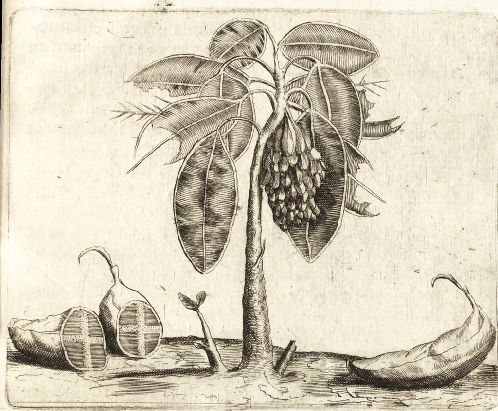 An illustration from Histoire naturelle et morale des iles Antilles de l'Amerique : enrichie de plusieurs belles figures des raretez les plus considerables qui y sont d'écrites : avec un vocabulaire caraibe, 1658, leaf 110